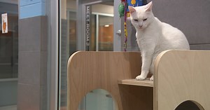 Humane Society of Boulder Valley helping families and pets reunite after Marshall Fire