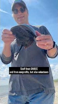 Horseshoe Crabs Take Over Delaware Beaches