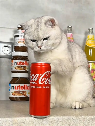 Sorry cat 😂🤣😂#cat #catlover #funnycat #viralvideo #business