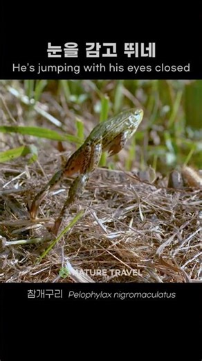 The Truth About Frogs Precise Jump? No, He Just Flings Himself (1500FPS)