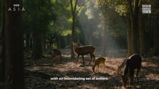 21K views · 283 reactions | Trimming a Sika deer antlers is an integral part of keeping them in the community of Nara, Japan. #Asia | BBC America | Facebook
