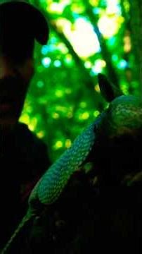 Caught a nine band armadillo #armadillo #wildliferescue #shorts