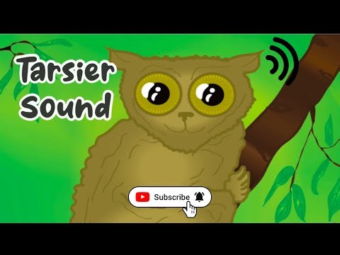 Tarsier Sound #tarsier #sound #animal