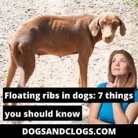 Floating Ribs In Dogs: 7 Things You Should Know (2023) - DogsAndClogs