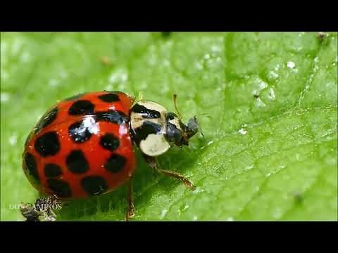 Las Vaquitas de San Antonio (coccinélidos) - Importantes controladores de plagas