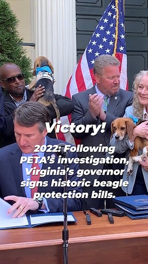13K views · 1.2K reactions | 44 years of fighting for animals! We've made so much positive change for animals, but there’s more work to do—are you with us? | PETA (People for the Ethical Treatment of Animals) | Facebook