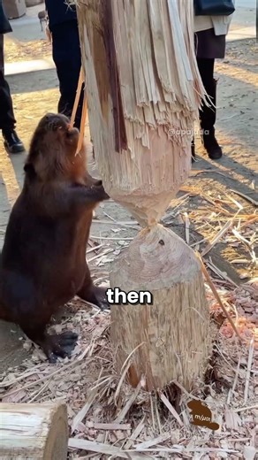Beaver vs Tree… Unexpected Ending 🦫🌳