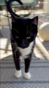 😁 A message to YoU from my cat. #catshorts