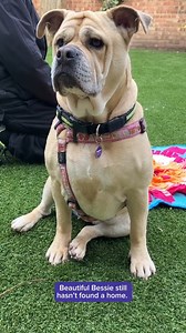 Despite being the friendliest girl, Bessie still hasn't found a home. If you're not in a position to adopt yourself, you can still help Bessie by liking her video. 🥰 Bessie would like to say a big thank you in advance. 💜 Your support means so much. 🐶 To find out more about Bessie, visit her adoption profile here: https://themayhew.org/dogs/bessie/. | Mayhew