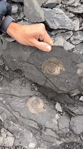 Come and unearth a 180 million year old Jurassic ammonite with me. ⚒️ Happy #FossilFriday This is a lovely Dactylioceras that I found whilst fossil hunting inside a quarry in Holzmaden, southern Germany. You never lose that magical feeling of being the first person to find a piece of deep time. | Dr Dean Lomax - Palaeontologist