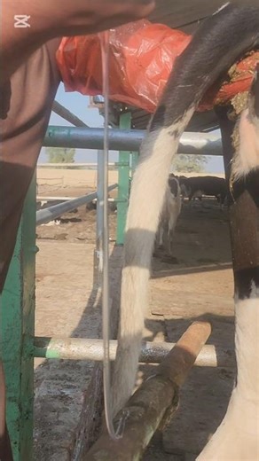 #repeat breeding issues in cow#insemination#cow #viral