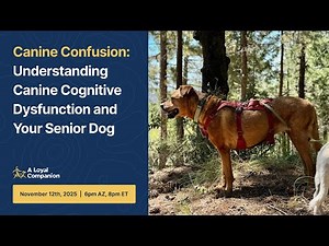 Canine Confusion: Understanding Canine Cognitive Dysfunction and your senior dog