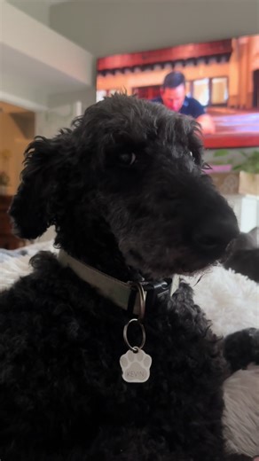The dogs are not fans of thunder. I’ve probably only heard thunder about 10 times in the 35 years I’ve lived in California!