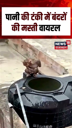 Monkey VIral Video : टंकी बना बंदरों का स्विमिंग पूल, वीडियो वायरल! | N18S | Breaking News | VIral |