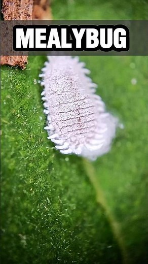 Microscopic View of Mealybug – Cottony Pest Up Close #microscope #mealybug #nature