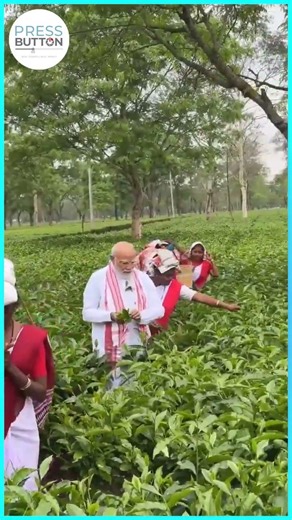 தேயிலை பறித்தபடியே பெண் தொழிலாளர்களுடன் பேசிய பிரதமர் மோடி | Press Button |