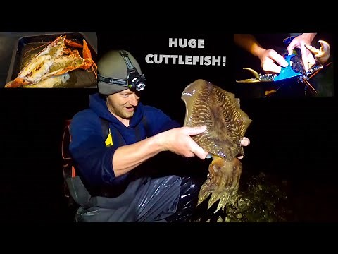 GIANT FORAGED CUTTLEFISH & Big Lobsters , Catch Clean Cook