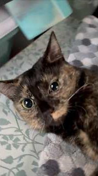 Sailor Moon 😻 ハワイの猫 | Cutest Hawaii Cats Ever 🐾