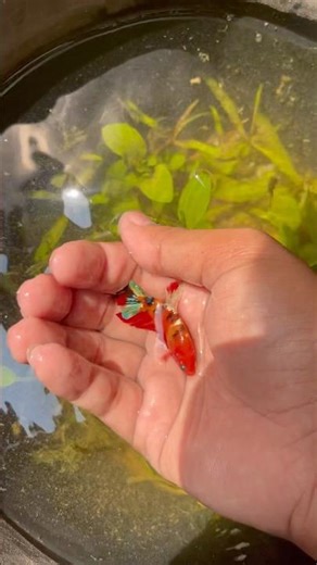 The best Nemo Galaxy #samurai #fish #beta #bettafish #nemogalaxy #aquarium #nemogalaxy #shorts