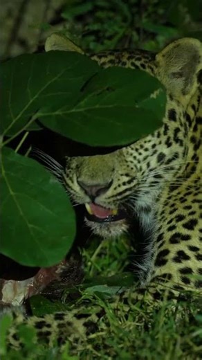 Jawai Mix – The Elusive Leopards of Granite Hills 🐆⛰️🌿 | Neel Sarkhedi