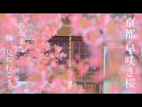 一足早くお花見気分： 京都・早咲きの桜名所35選