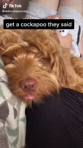 Hyper Cockapoo Puppy - Are Cockapoos Hyper?