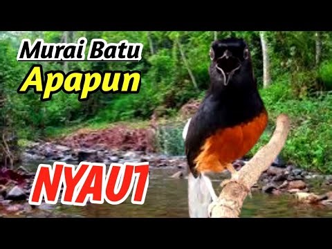 SUARA ALAM SUNGAI DERAS PREMIUM , Terapi Murai Batu Sultan – Cocok untuk Monetisasi