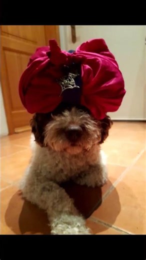 Can you watch my dog for a second? #minecraft #cute #dog #shorts