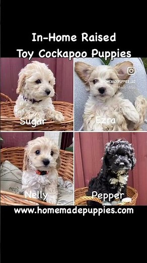 F1bb Toy Cockapoo Puppies https://www.homemadepuppies.com/breeds/cockapoo #cockapoopuppy #puppies