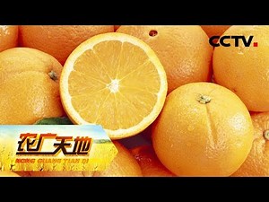 《农广天地》 沃柑土豆花生大鹅 多品种一起种 收获多倍财富 20190731 | CCTV农业