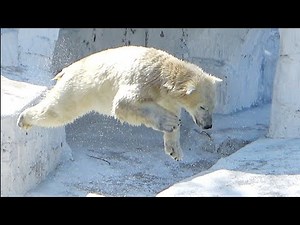 [Polar bear 1 minute video # 96] Dive from such a distance⁉ Polar bear Hou-chan 💗 [Tennoji Zoo]