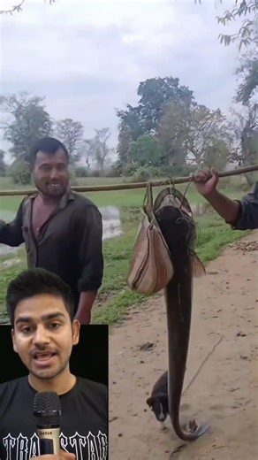 सुबह-सवेरे नदी किनारे शौच करने गए एक ग्रामीण की नजर एक बड़ी मछली पर पड़ी 🐟😲