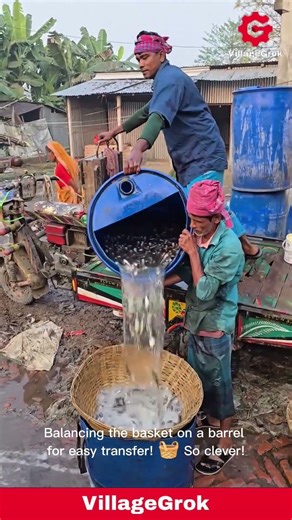 Fish Transfer: Men Carefully Pour Live Fish into Basket