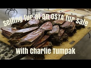 How to sell fur at an OSTA auction with Charlie Tumpak