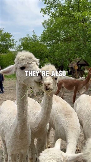 🦙 ALPACAS: The Fluffy Cloud With a SURPRISING Attitude! ☁️