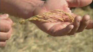 Rice breeders create more productive rice