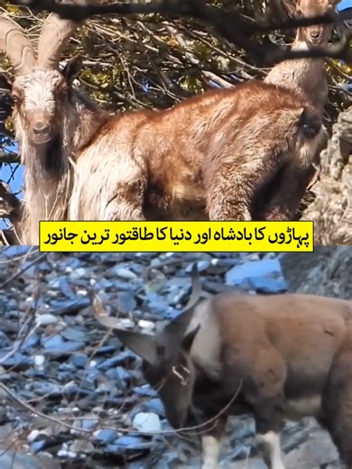 Exploring the Markhor: The King of the Mountains
