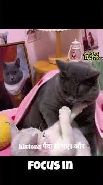 The Most Romantic Cat Couple On The Internet! 😻✨