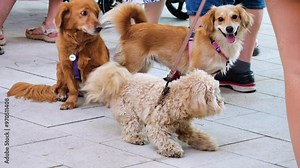A peach poodle plays with two dogs among people.