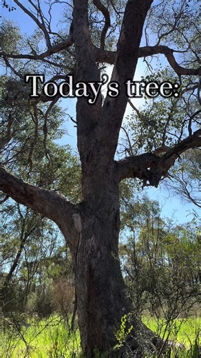 Tree tree tree tree, tree tree tree tree tree! Tree tree tree. #the3treebrothers #tree #climbing #treeclimbing @