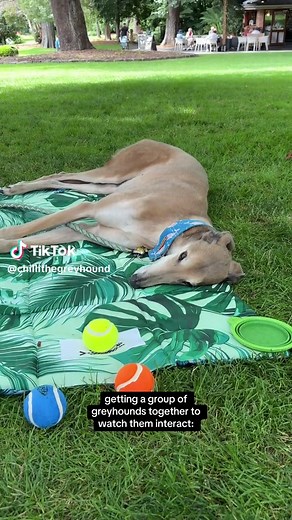 Greyhound Party: Watch These Dogs Interact