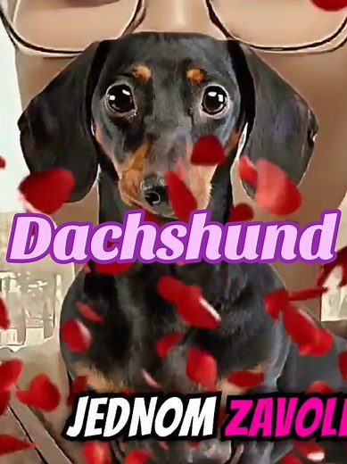 Dachshund Dog Breed Characteristics and Facts