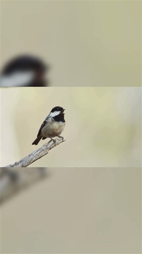 How to Identify a Coal Tit