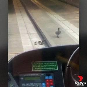 14K views · 271 reactions | A poor mother duck and her ducklings have struggled to get across the O-Bahn track. A bus stopped to let them cross, but the gaps in the track made if difficult for the feathered family. More in 7NEWS Adelaide at 6pm | www.7NEWS.com.au #7NEWS | 7NEWS Adelaide | Facebook