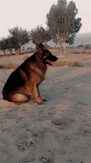Understanding German Shepherd Temperament and Care