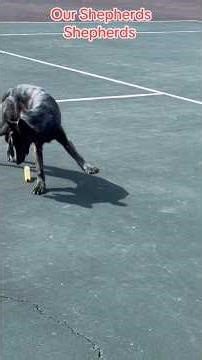 Dutch Shepherd Ada: From Basic to Advanced Training | Ada the Dutch Shepherd 🐾