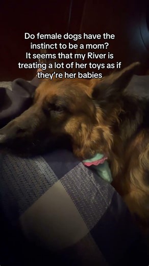 My dog seems to be nesting…why? 🤷‍♀️