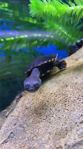Roti Island Snake Necked Turtles: Fascinating Reptiles from Indonesia