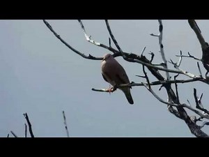 Common Ground Dove Calling
