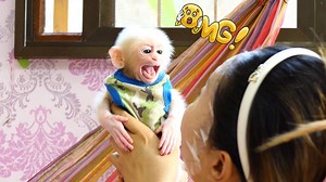 3.7K views · 92 reactions | Baby Monkey Julius Playing with Dinosaur Toys Looking Sweet | Julius Monkeys | Facebook